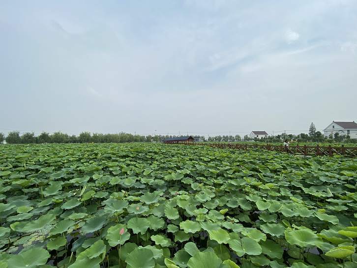 江蘇如皋市平園池村:荷花鼓了荷包,香囊留住鄉愁