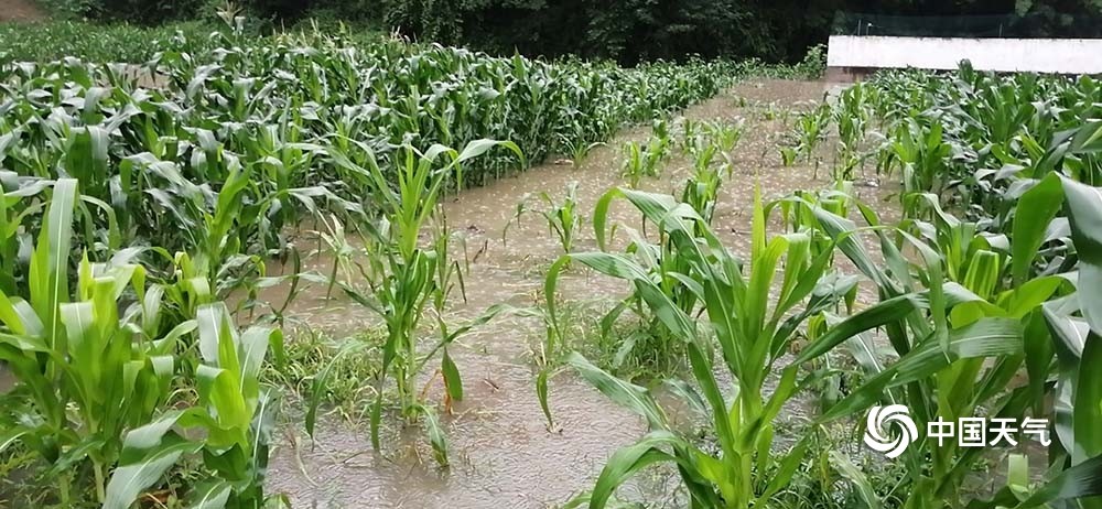 图为筠连蒿坝镇大暴雨导致河水暴涨,淹没庄稼.(图/李易佳 文/周勤)