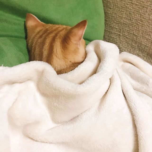 这图看着就十分美好,被宠爱的猫给猫盖被子,猫奴几乎都干过吧!