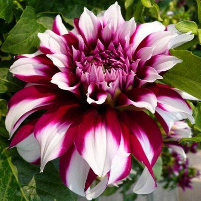 一般大型大丽花品种,推荐采用独头整形,也就是保留一个头,去掉多余芽