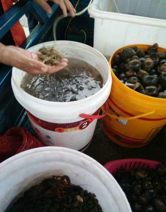 水草,浮游生物都会吃光—甚至有农田稻田,因福寿螺入侵,而导致禾苗