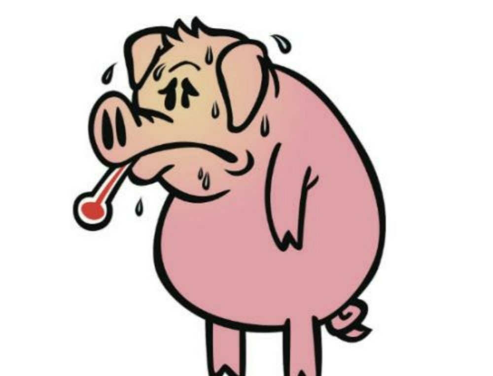 中国研究者发现了一种具有"全球大流行潜力"的新型猪流感病毒