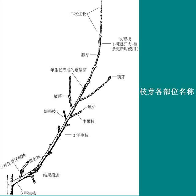 花部位名称