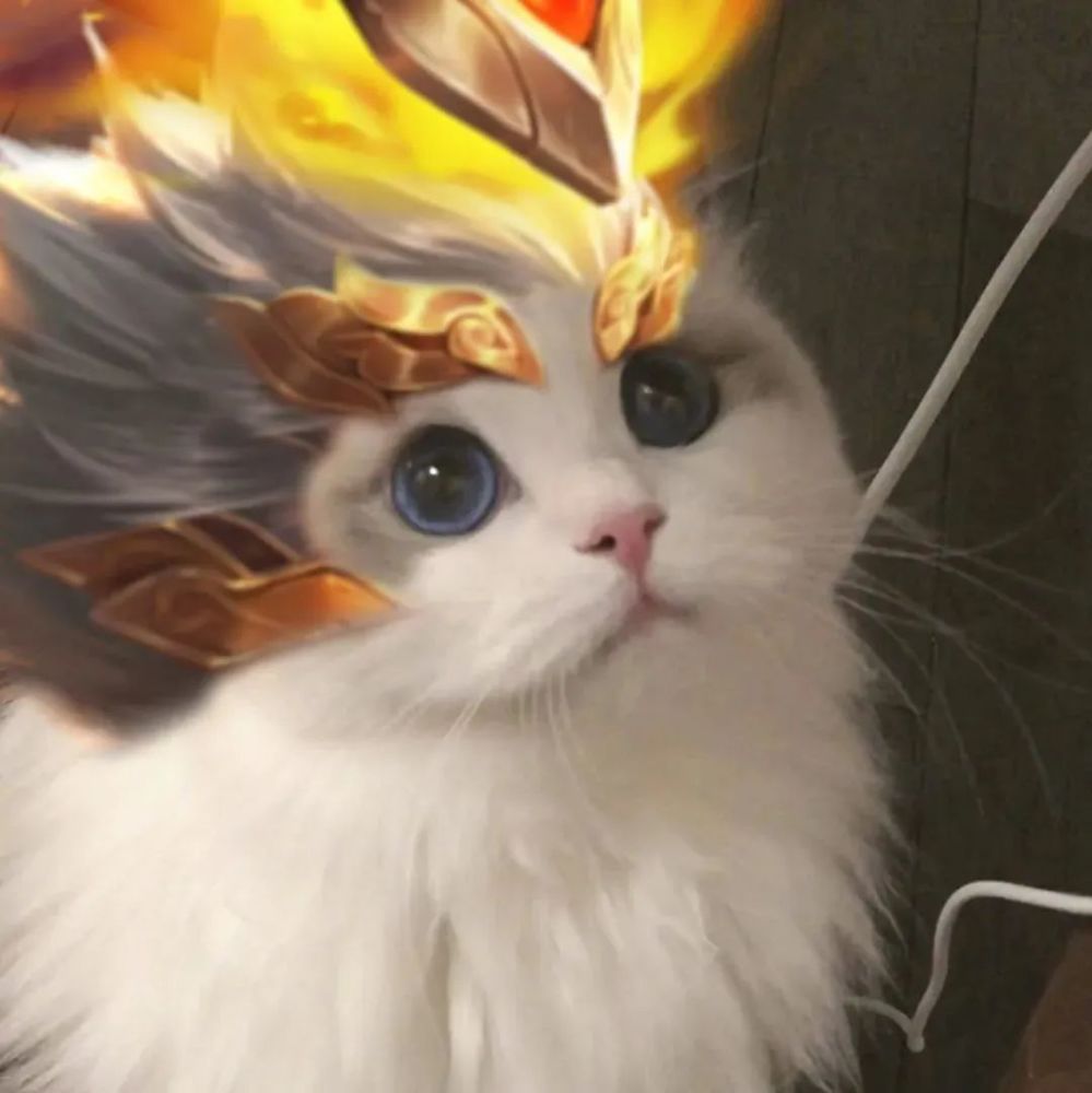 王者荣耀猫头第4期女神团喵咪接头头像这么可爱的猫从哪里来的