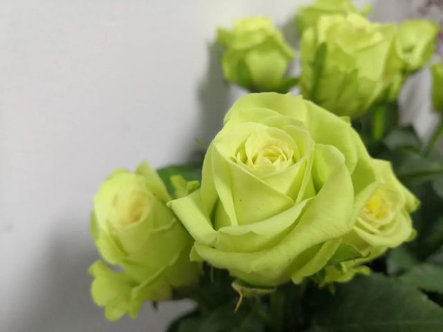 绿玫瑰图片(绿玫瑰图片画)