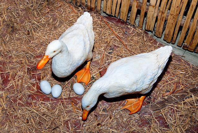 鸭群产蛋率下降后,该如何提高鸭产蛋率?