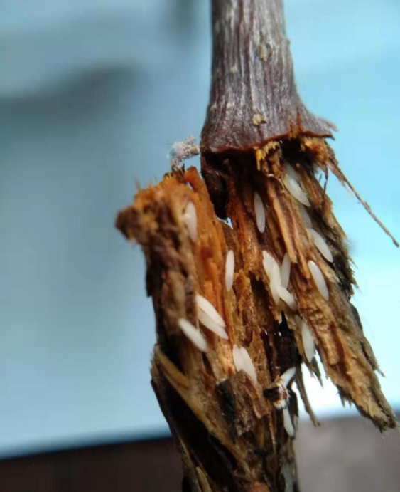 蝉在地下能够活好多年为什么爬到地面只能活1个月