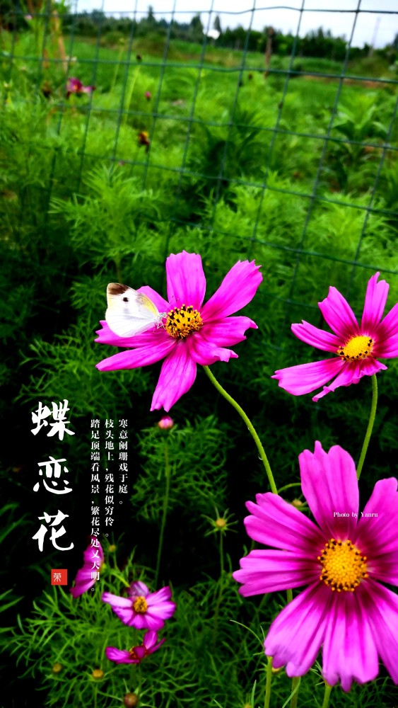 你若盛开蝴蝶自来