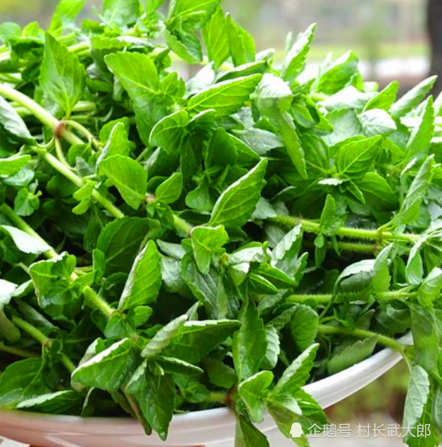 这种"水香菜",是泰餐冬阴功汤的"灵魂",却少有人知
