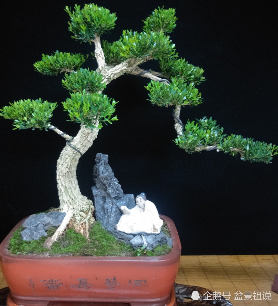 1000万的黄杨图片(1000年以上黄杨树价格)