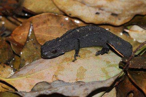 而外表不起眼,甚至有点丑丑的镇海棘螈正是中国最稀有而神秘的"娃娃鱼
