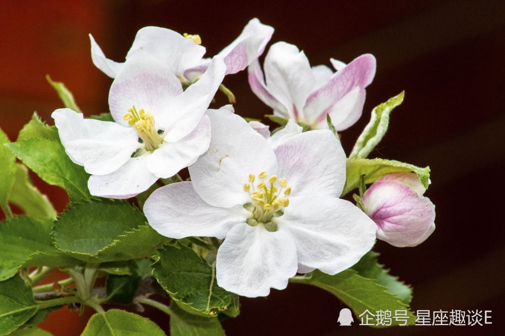 7月1日 31日星座运势 白羊堪当大任 狮子全力以赴 射手避其锋芒 腾讯新闻