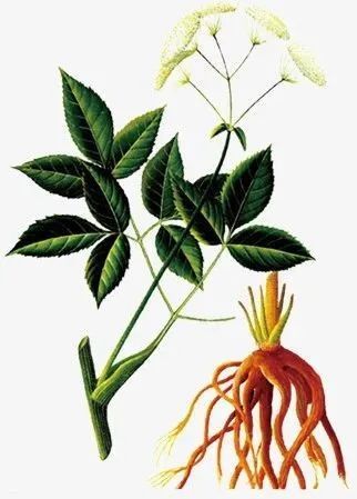 【今日讲解】祛风湿药:独活