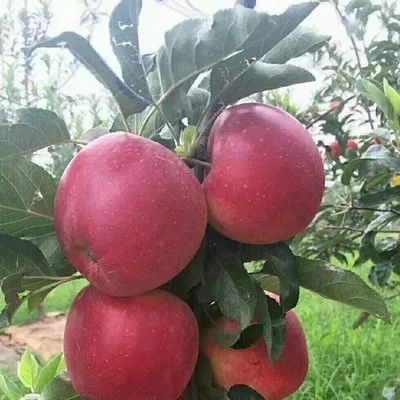 夺取双胜利有机洛川苹果天生好果