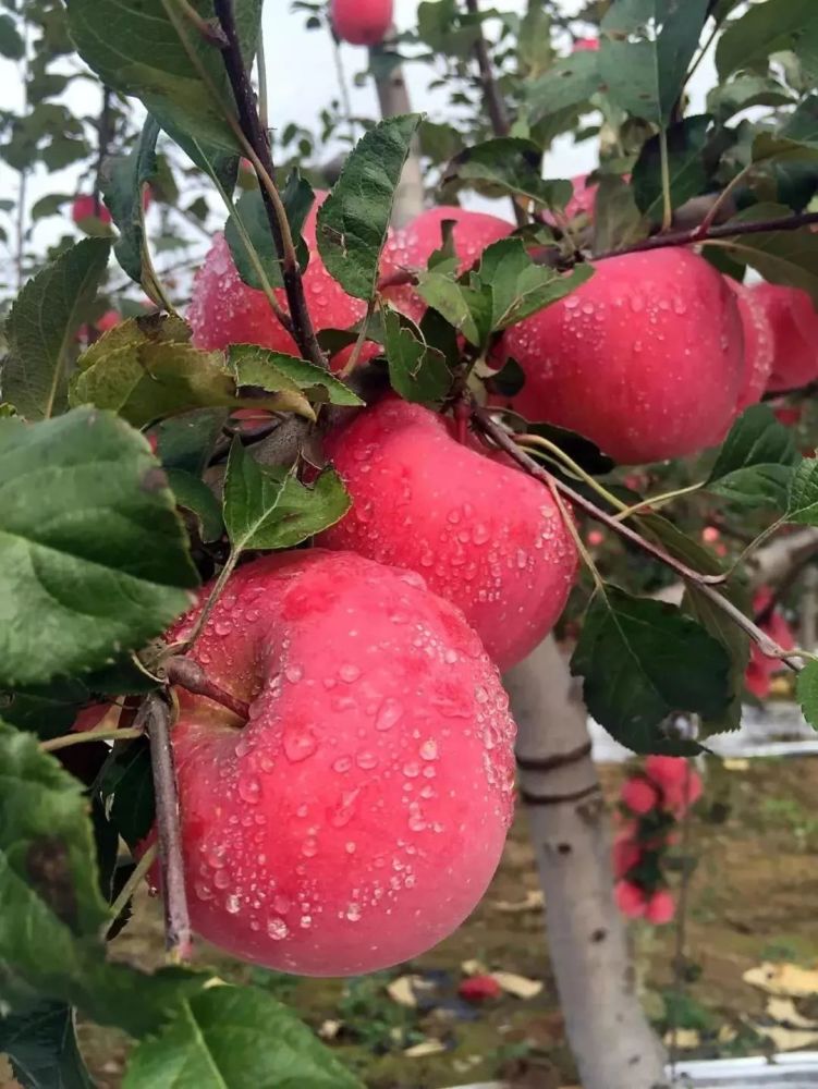 夺取双胜利有机洛川苹果天生好果