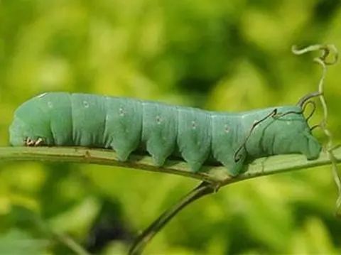 要想种好叶类蔬菜 这十几种害虫你得知道 还要学会防治 腾讯新闻