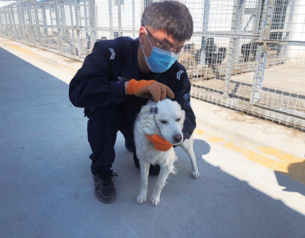 呼市所有犬只将进入 身份证 时代市民足不出户即可办理狗证狗牌 腾讯新闻