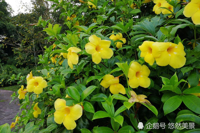 领略一下植物界的"好男人花"黄蝉花