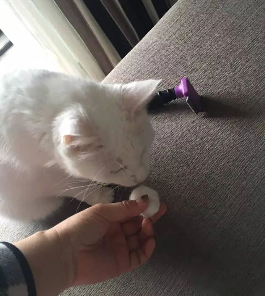 当你还在为猫毛困扰时 别人已用它做出了首饰 帽子和另一只小猫 腾讯新闻