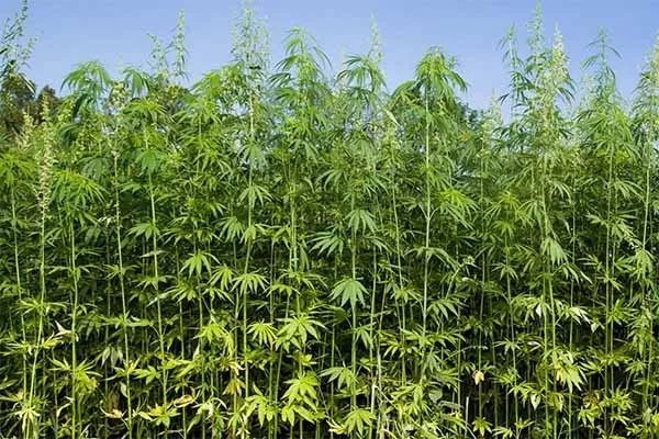 工业大麻的生长条件和种植方法 腾讯新闻