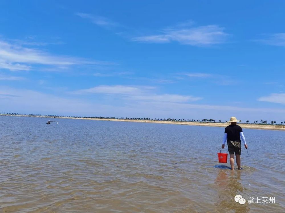 今天,莱州退大潮!捡到好多好东西!
