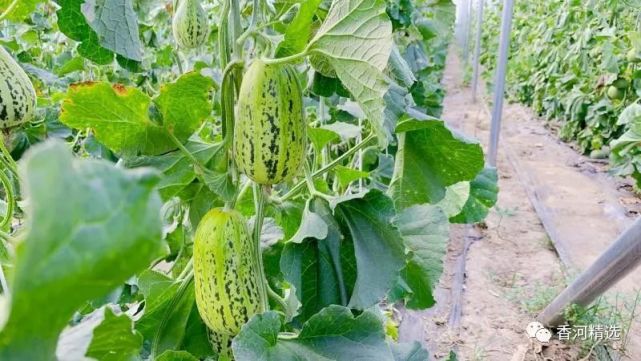 香河本地蛤蟆酥甜瓜138元5斤免费送货上门