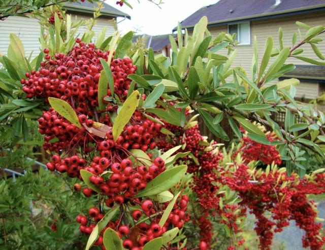 农村山上的1种树,人称"红子刺",是极好的盆景树,如今珍贵!