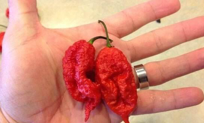 老干妈|老干妈冲上热搜，让科学告诉你为啥“辣椒”让人又爱又恨！