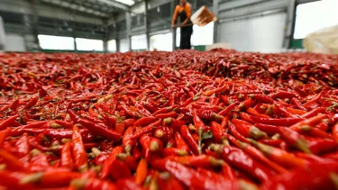 老干妈|老干妈冲上热搜，让科学告诉你为啥“辣椒”让人又爱又恨！