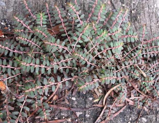 此种野草,在农地里任人践踏,人称"乳汁草",殊不知是药草!