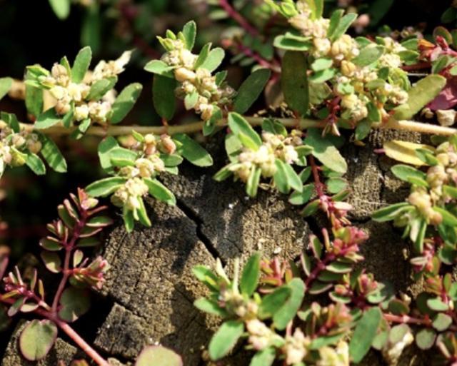 此种野草,在农地里任人践踏,人称"乳汁草",殊不知是药草!