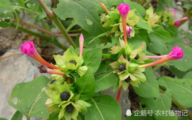 一种外来物 夜晚绽放 外国人当花 我们驱蚊作药当花三步到位 紫茉莉 花卉