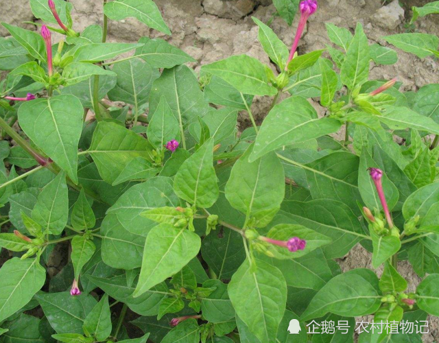 一种外来物 夜晚绽放 外国人当花 我们驱蚊作药当花三步到位 紫茉莉 花卉