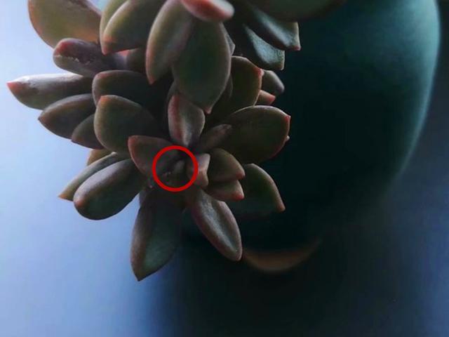 网购多肉带虫卵怎么办?用上1种水,可以很好地解决这个问题_腾讯新闻