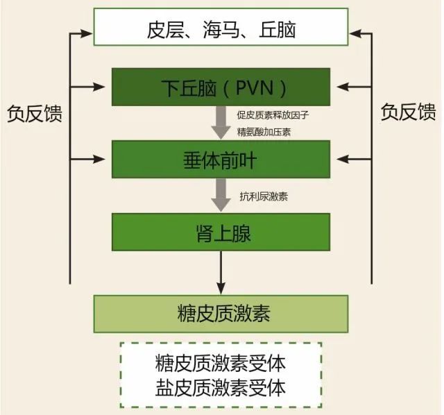 神经元|脑科学日报：首次在单个神经元水平上捕捉到脑细胞死亡过程的图像