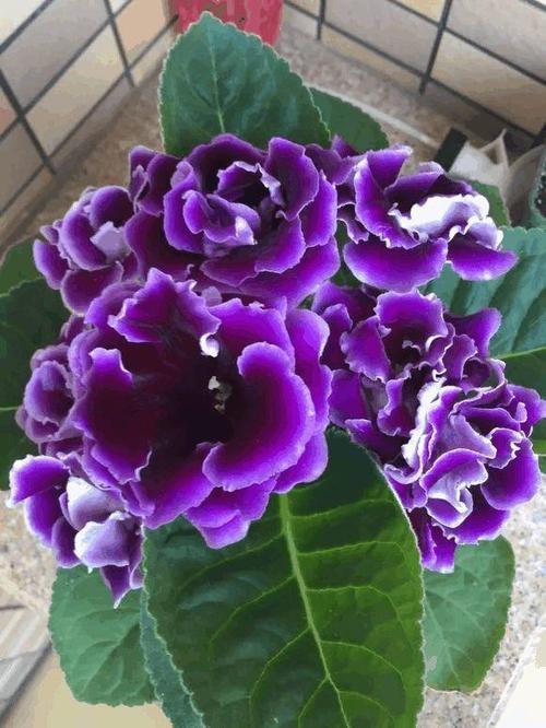 6种紫色盆栽花阳台养几盆天天紫气东来值得拥有