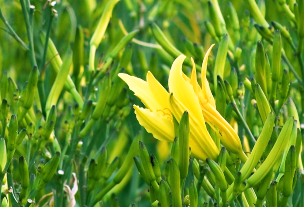 渠县黄花亮相成都大受欢迎