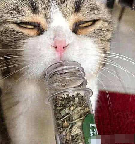 猫薄荷有什么用猫薄荷对猫咪有危害吗小编带你正确认知猫薄荷 猫草 猫薄荷 猫咪