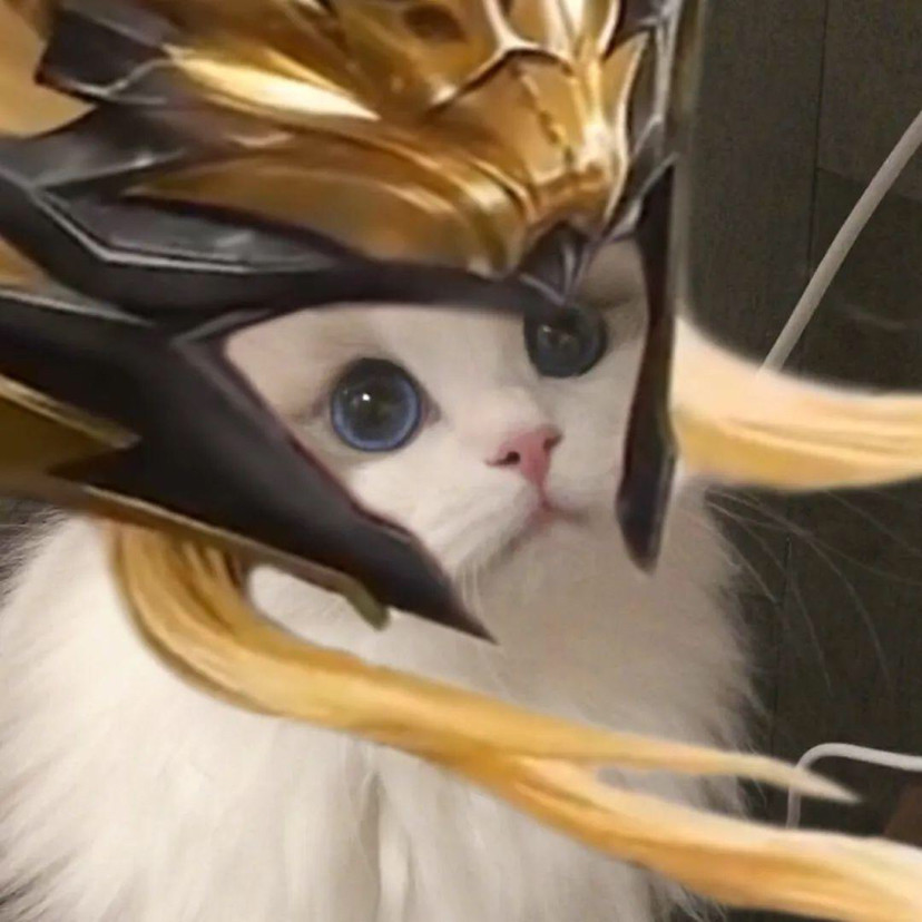 王者荣耀英雄喵喵头像·萌炸了_腾讯新闻