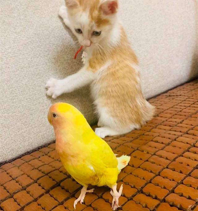 猫鸟最好还是不要混养否则后果很严重