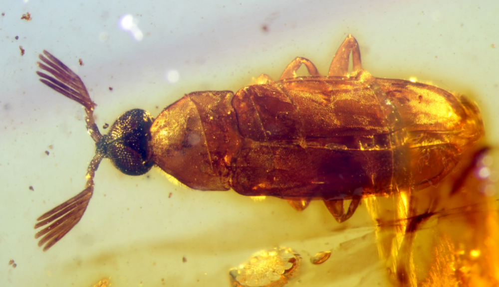 【虫来如此】琥珀中的大花蚤_腾讯新闻