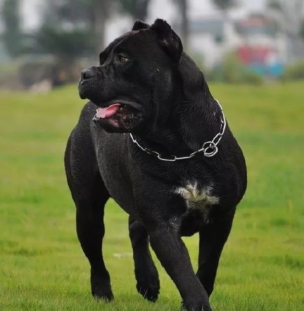 卡斯罗犬猛犬界的大佬有着全球第一保镖犬的殊荣