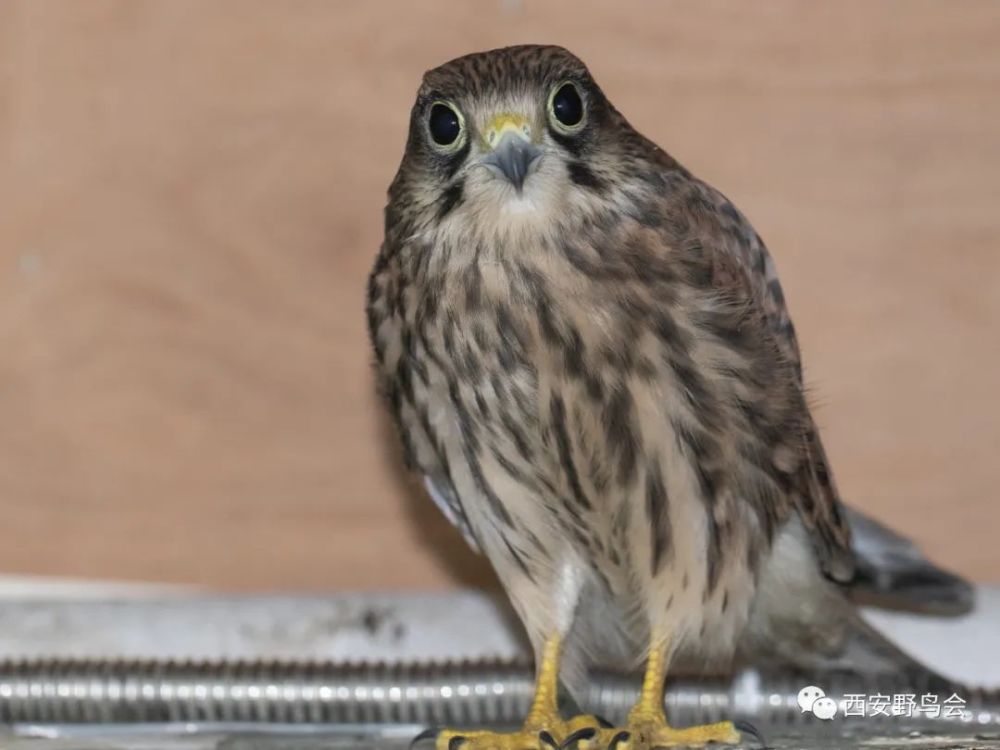 三叉戟利剑出鞘