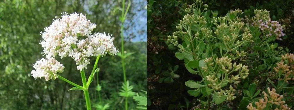 五里香,缬草valeriana officinalis和阔苞菊pluchea indica anro0002