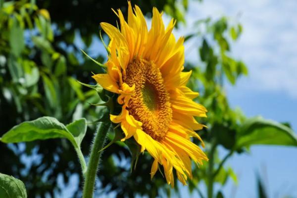 峨眉30万株向日葵开花啦 高枧村 峨眉 向日葵 罗目镇