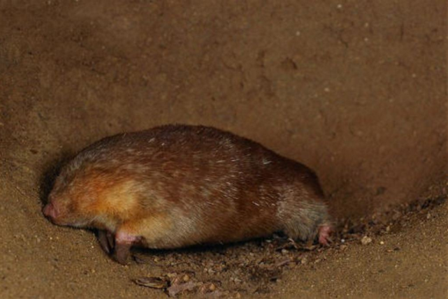 金毛|蚂蚁|鼹鼠