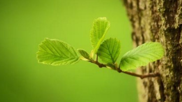 植物大多数是绿色的 这是自然的选择 也是宇宙中的秘密 腾讯新闻