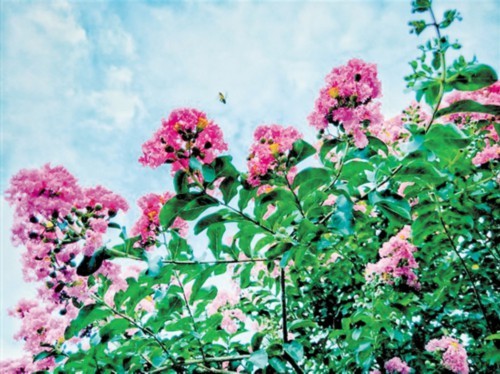 新会大鳌紫薇花开醉游人 旅游吧