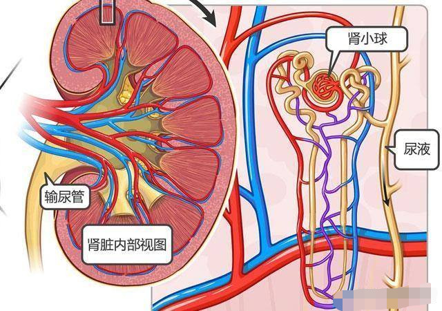 喝水越多尿也越多腎臟的壓力會變大嗎多喝水會傷腎臟嗎聽聽專家怎麼說