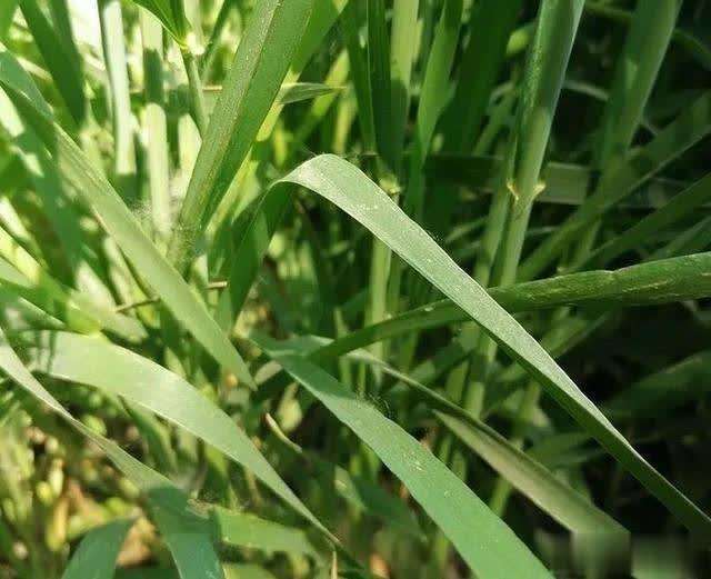 小麦皮蓟马的危害与防治